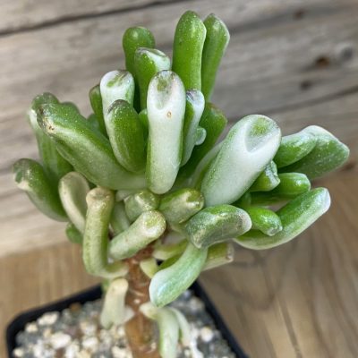 SH39001 Crassula ovata ‘Gollum’ f. variegata