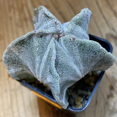 SH053 Astrophytum myriostigma