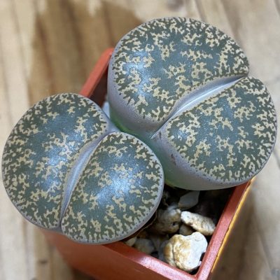 SH1002 Lithops lesliei ssp. lesliei v. lesliei C018 -Near Stella, South Africa-