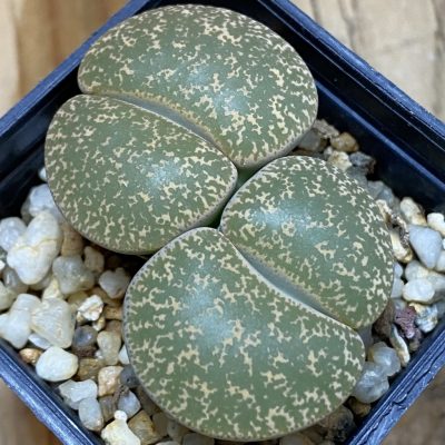 SH1034 Lithops lesliei -Stilfontein-