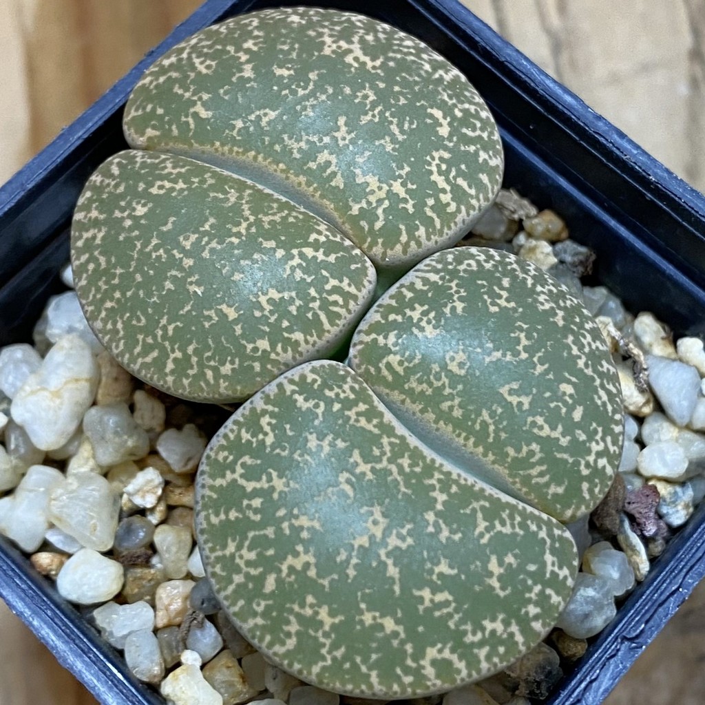 SH1034 Lithops lesliei -Stilfontein-