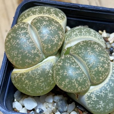 SH1036 Lithops lesliei -Stilfontein-