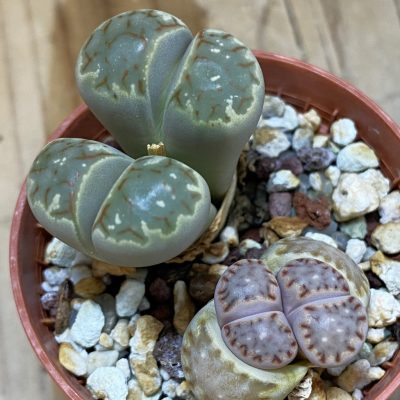 SH2722 Lithops dorotheae + Lithops salicola 'Bacchus'