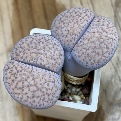 SH3131 Lithops fulviceps v. lactinea