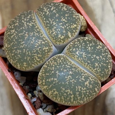 SH3139 Lithops lesliei 'Warrenton'