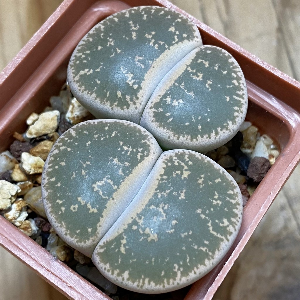 SH4341 Lithops lesliei C359