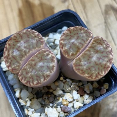 SH4424 Lithops bromfieldii F12F