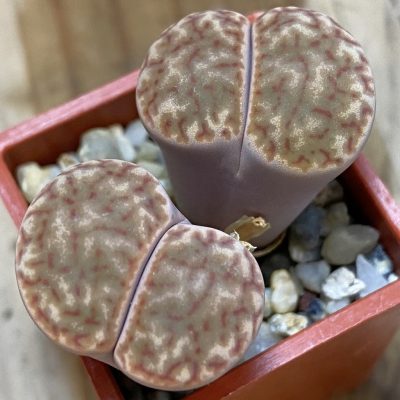 SH4441 Lithops bromfieldii