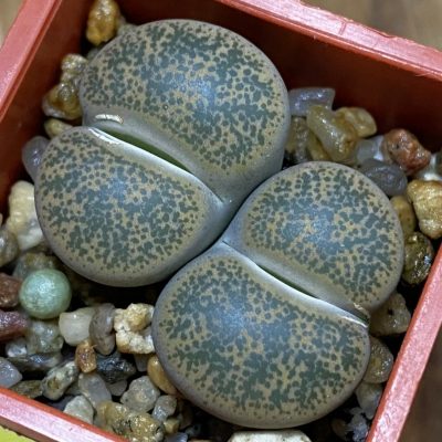SH4450 Lithops lesliei v. minor