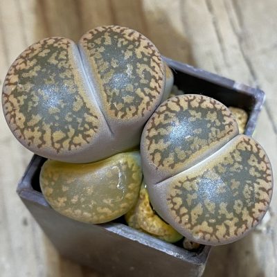 SH4451 Lithops aucampiae C298, SH1694