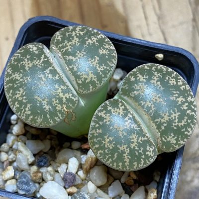 SH5059 Lithops lesliei 'Pietersburg'