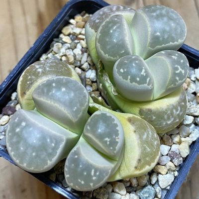 SH5060 Lithops olivacea