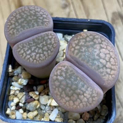 SH5067 Lithops hookeri v. subfenestrata