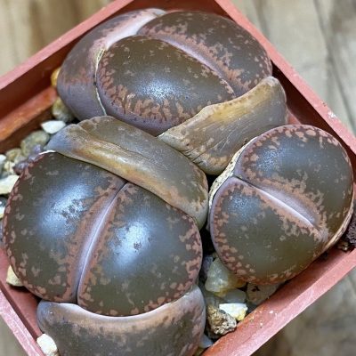 SH6863 Lithops aucampiae C332, ex MG1546.4