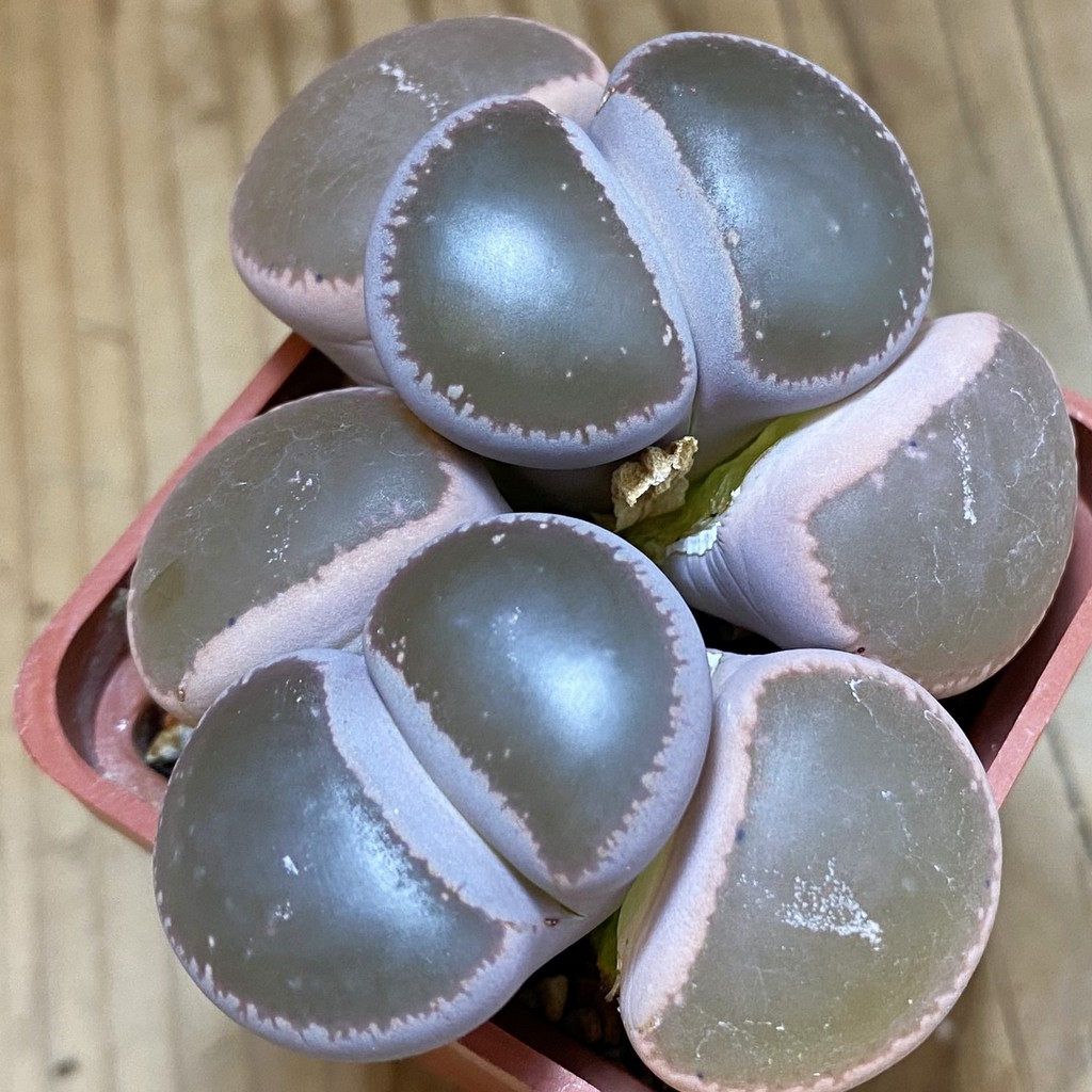 SH6966 Lithops aucampiae
