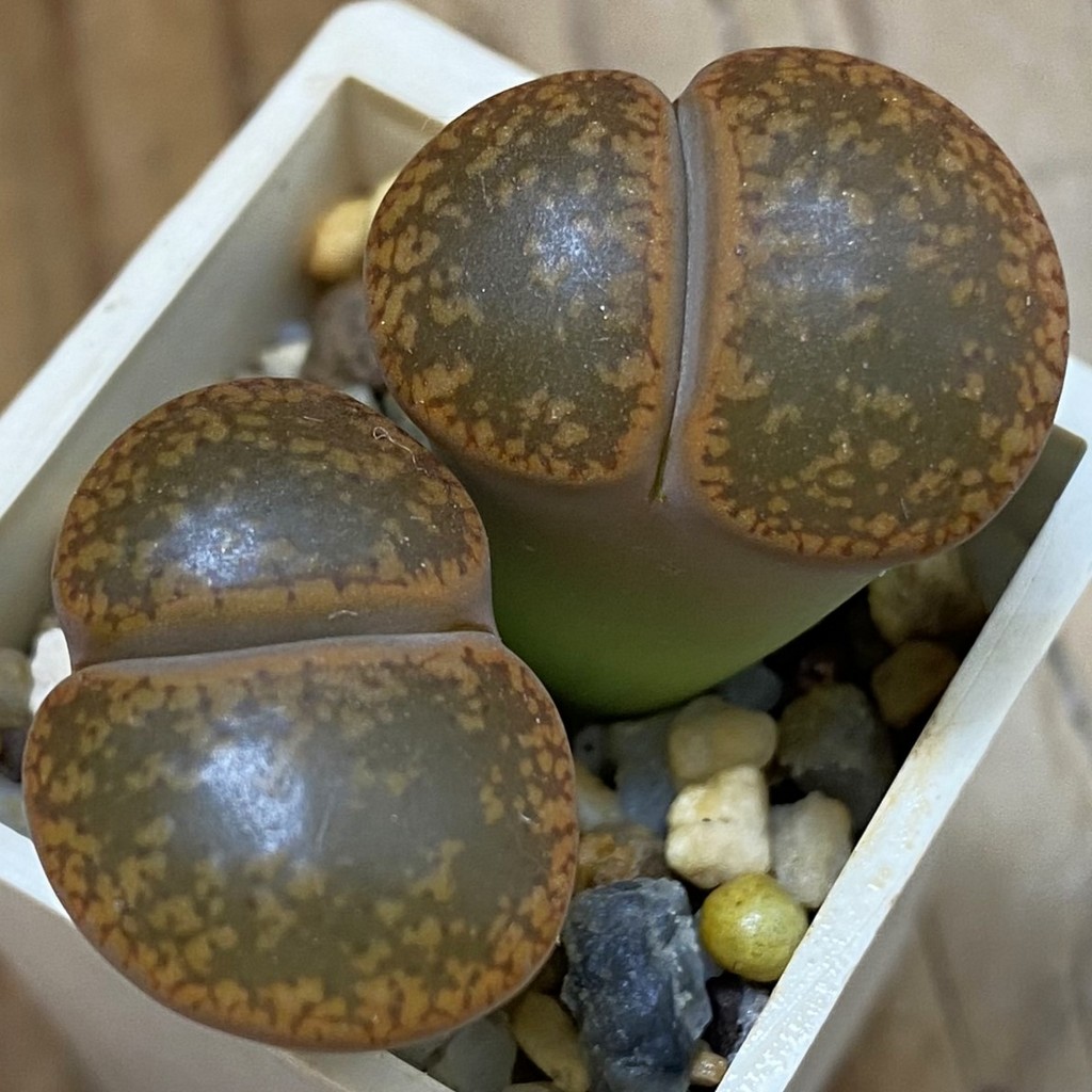 SH7287 Lithops aucampiae C255