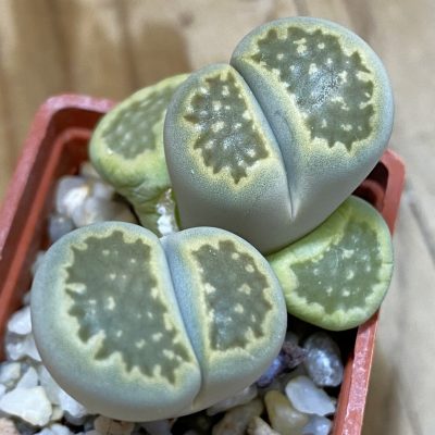 SH3172 Lithops hallii 'Green Soapstone'