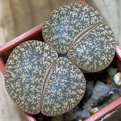 SH7740 Lithops lesliei ssp. lesliei v. lesliei C018