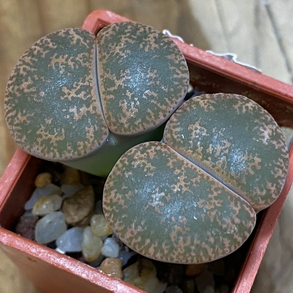 SH7739 Lithops lesliei – Herming spenits- SH1621