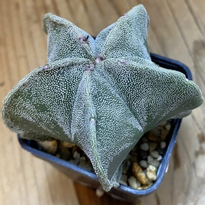 SH056 Astrophytum myriostigma