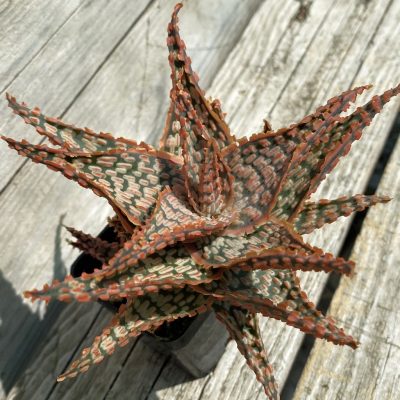 SH360 Aloe TCT hybrid
