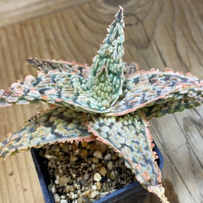 SH362 Aloe TCT hybrid