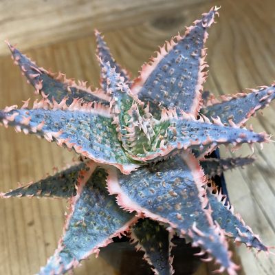 SH652 Aloe TCT hybrid