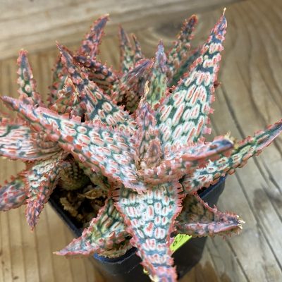 SH657 Aloe TCT hybrid