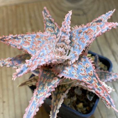 SH660 Aloe TCT hybrid