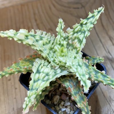 SH668 Aloe TCT hybrid