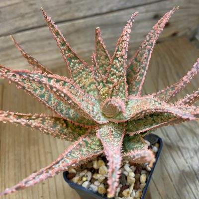 SH1172 Aloe TCT hybrid