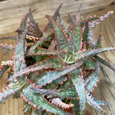 SH1180 Aloe hybrid