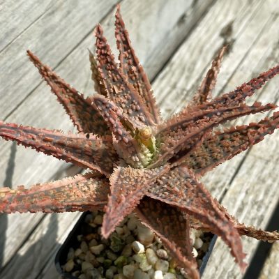 SH1182 Aloe hybrid
