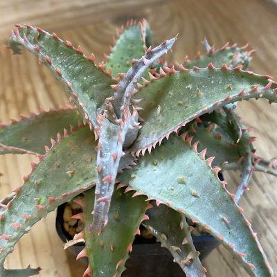 SH1310 Aloe TCT hybrid