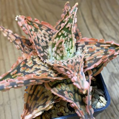 SH1312 Aloe TCT hybrid
