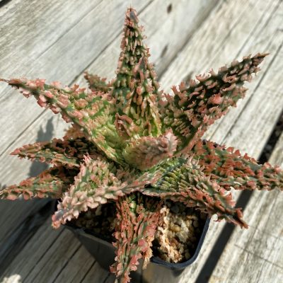 SH1670 Aloe TCT hybrid