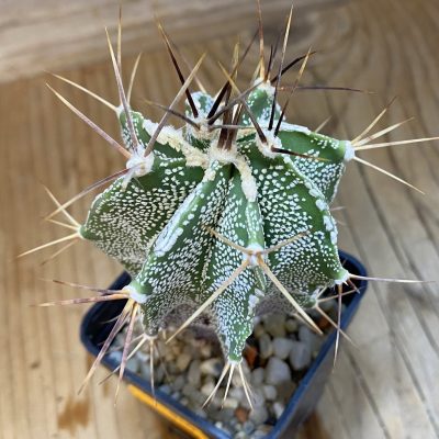 SH060 Astrophytum ornatum hybrid