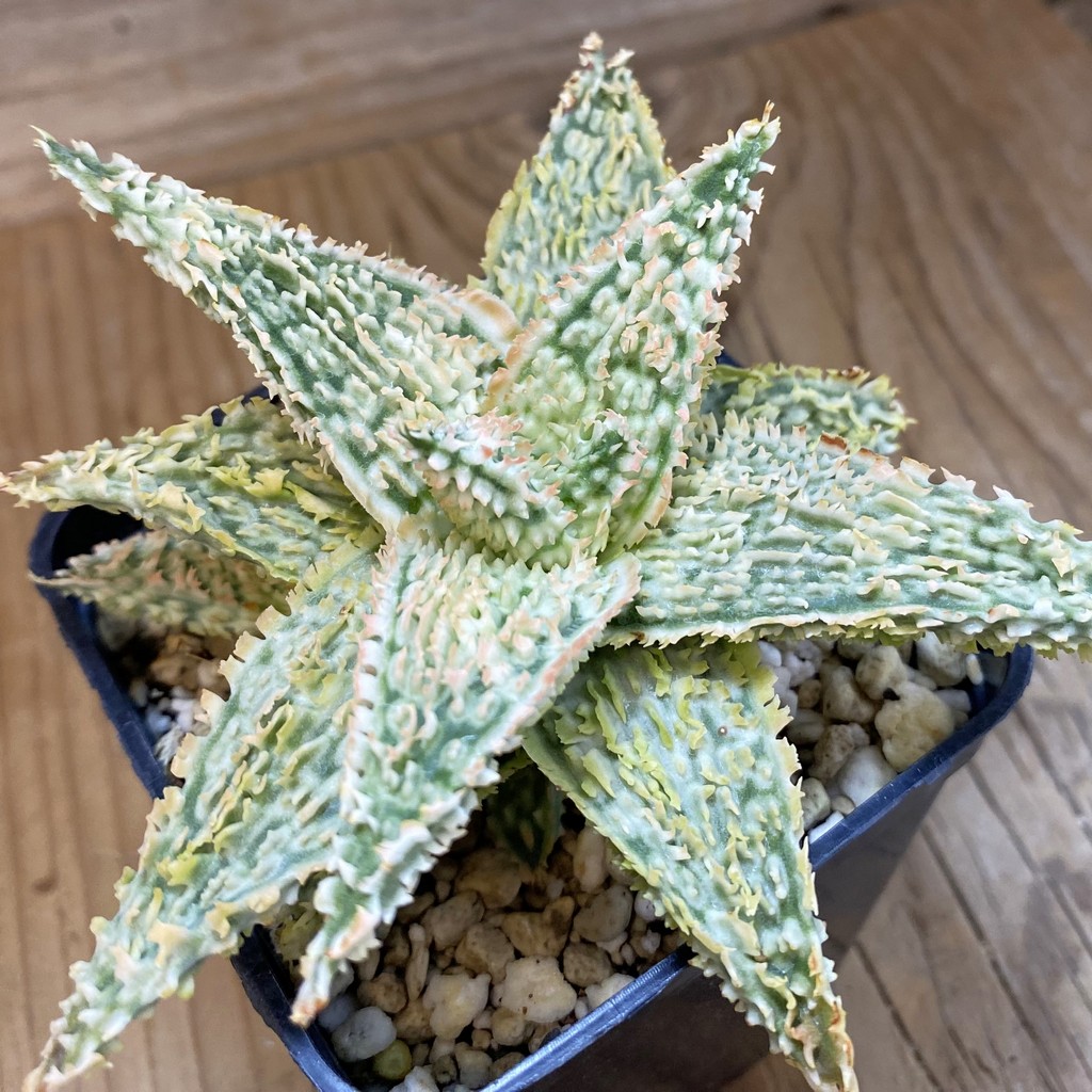 SH1671 Aloe TCT hybrid