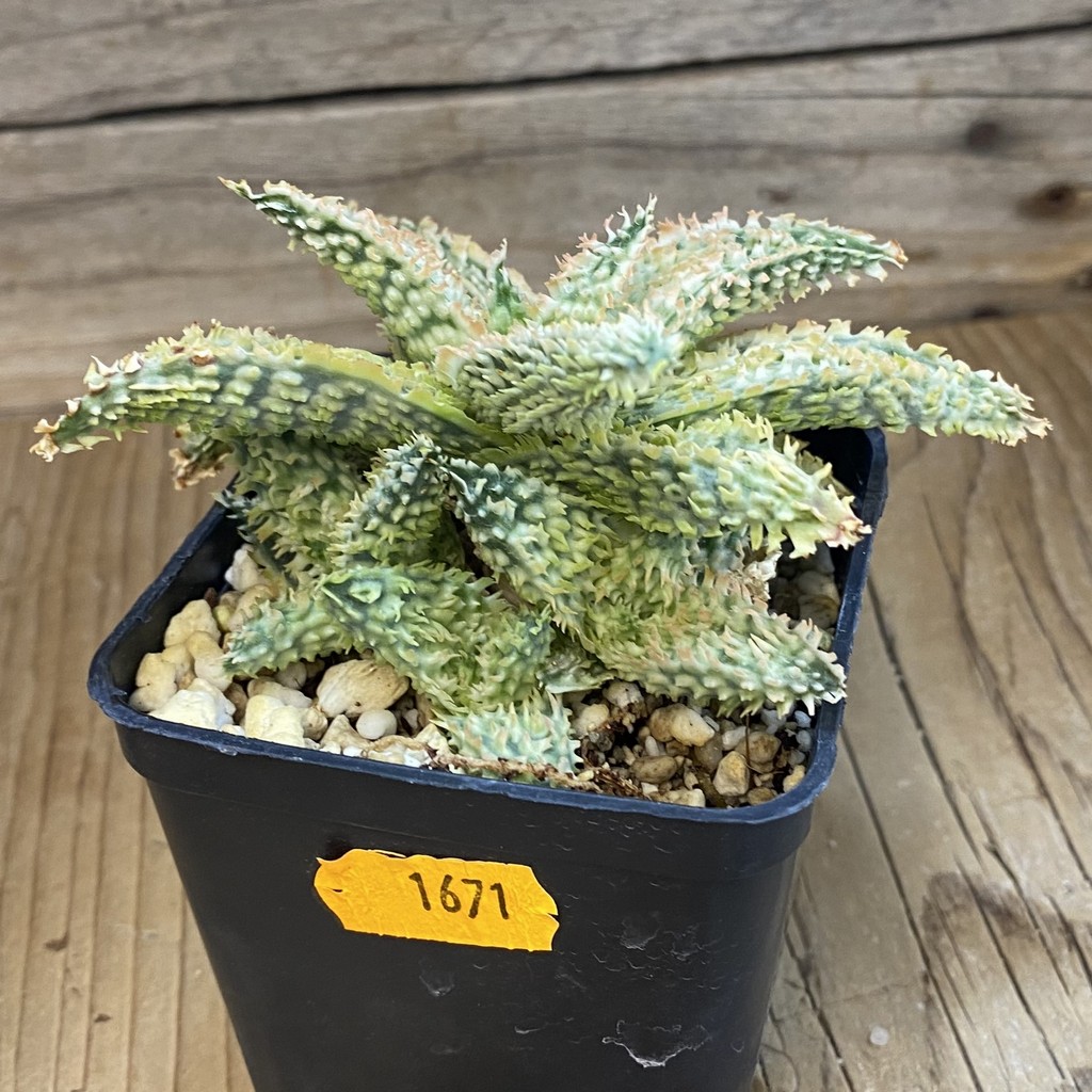 SH1671 Aloe TCT hybrid - Image 2