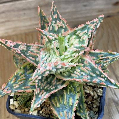 SH1677 Aloe TCT hybrid