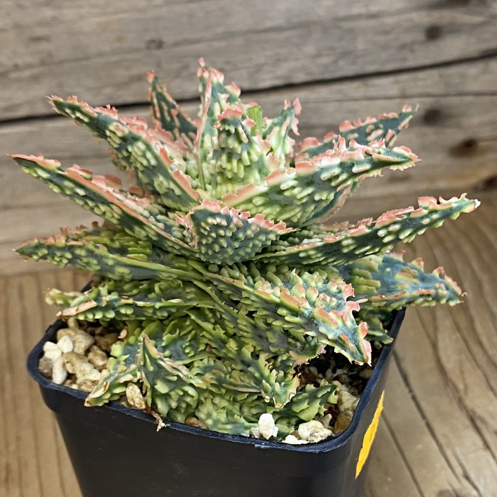 SH1677 Aloe TCT hybrid - Image 2