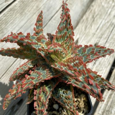 SH1679 Aloe TCT hybrid