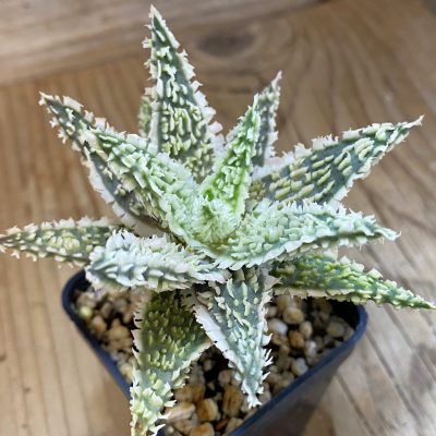 SH1819 Aloe TCT hybrid