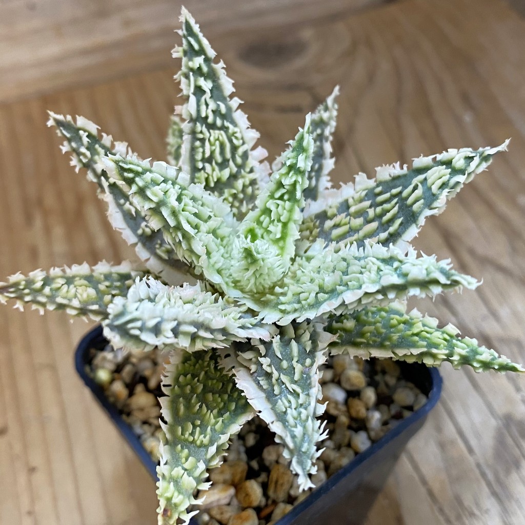SH1819 Aloe TCT hybrid