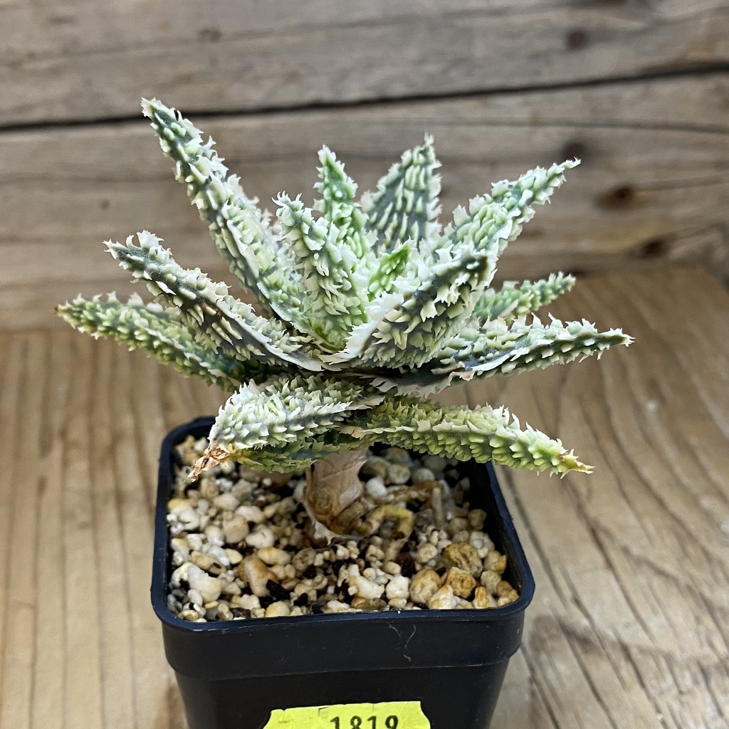 SH1819 Aloe TCT hybrid - Image 2