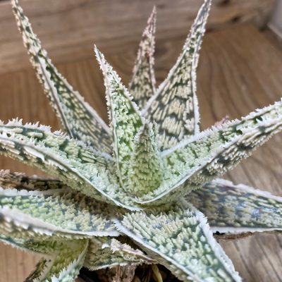 SH2288 Aloe TCT hybrid