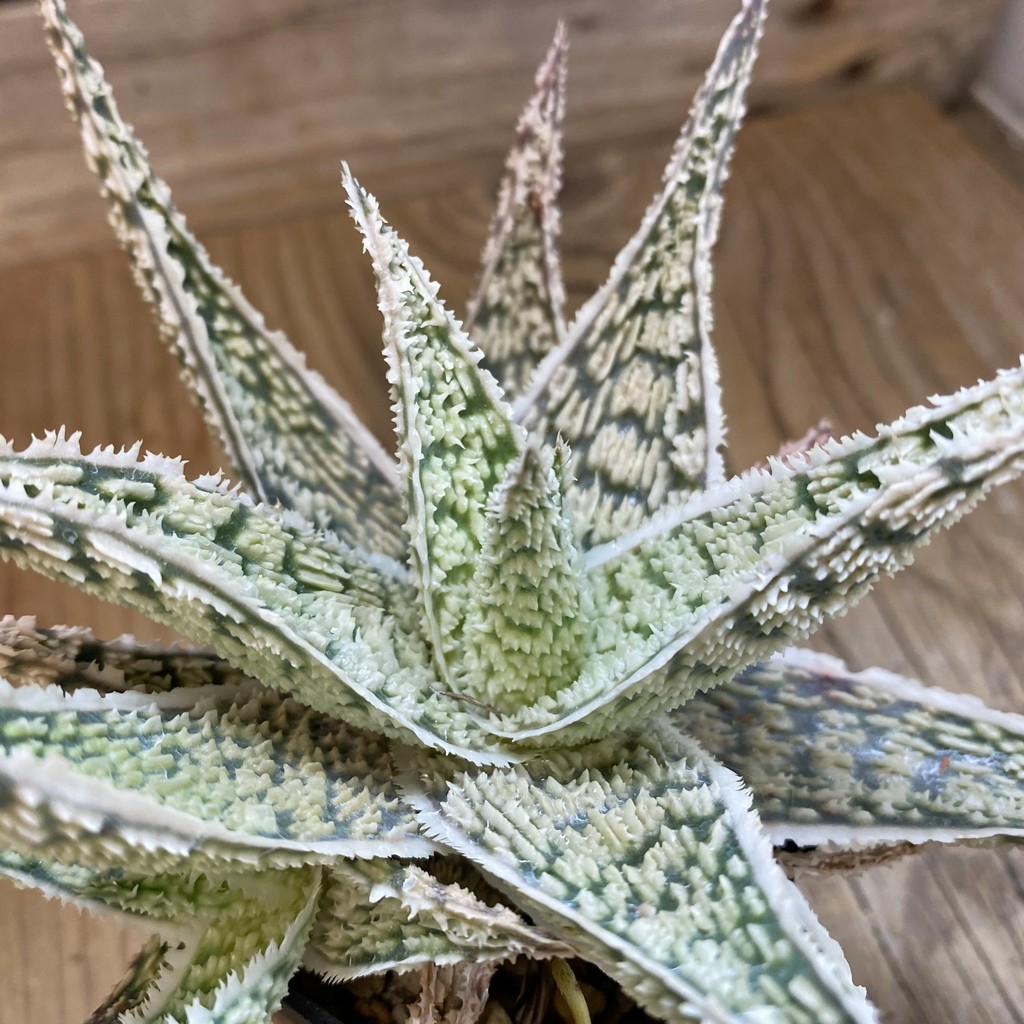 SH2288 Aloe TCT hybrid