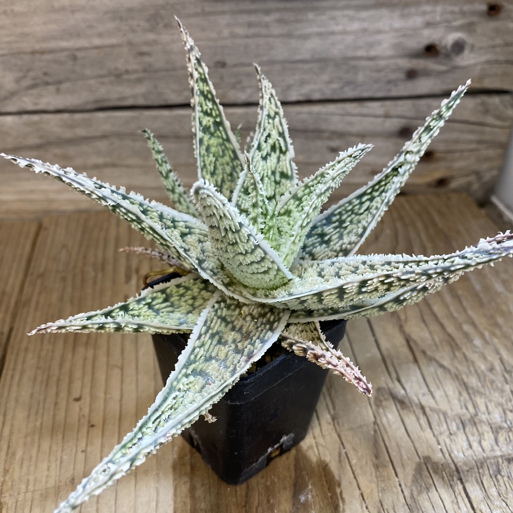 SH2288 Aloe TCT hybrid - Image 2