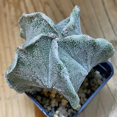SH050 Astrophytum myriostigma