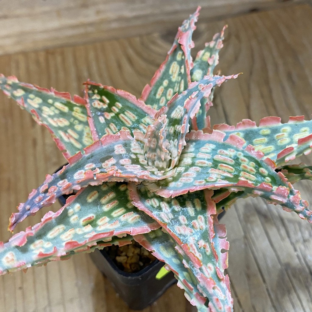 SH2289 Aloe TCT hybrid